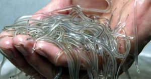 Lươn trong suốt như thủy tinh, báu vật ‘vàng trắng’ buôn lậu toàn cầu