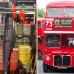 Bắt được lươn khổng lồ cao hơn xe bus 2 tầng