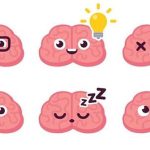 Tại sao lý thuyết 3 não lại ví não người với “não bò sát”, “não thú”…