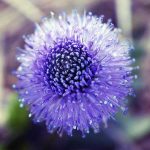 Chiêm ngưỡng ảnh Macro độc đáo