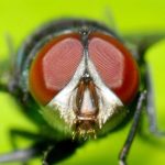 Ảnh côn trùng ấn tượng qua kỹ thuật macro