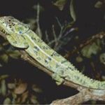 Nghiên cứu động thực vật hoang dã trên diện rộng ở Madagascar nhằm thiết lập bản đồ chỉ dẫn bảo tồn