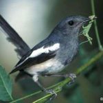 Hong Kong xác nhận có chim hoang dã chết vì H5N1