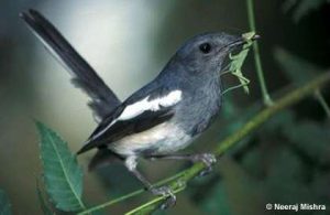 Hong Kong xác nhận có chim hoang dã chết vì H5N1