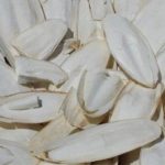 Tác dụng của vị thuốc từ mai mực không phải ai cũng biết