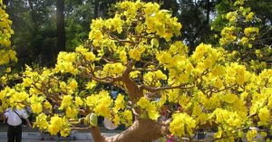 Kinh nghiệm cho hoa mai nở đúng Tết