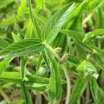 Hạt nano giúp tạo ra thực phẩm nhiều hơn nhưng giảm mức tiêu thụ nước và năng lượng