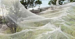Mạng nhện khổng lồ xuất hiện ở Australia