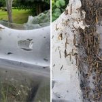 Kinh hoàng mạng sâu bướm khổng lồ giăng đầy khắp công viên ở Anh
