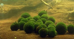 Marimo: Loài tảo cầu cực kì “đáng yêu” đang được giới trẻ yêu thích hiện nay là gì?