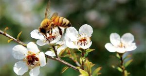 Mật ong Manuka có gì đặc biệt mà giá đắt vậy? Tại sao lại coi nó là thần dược?