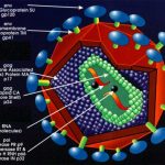 Cắt bao quy đầu sẽ không bị nhiễm HIV?