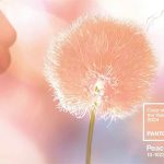 Pantone công bố màu của năm 2024: Đại diện cho lòng nhân ái, sự kết nối con người và sức khỏe tinh thần