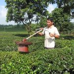 Một nông dân tự chế tạo máy hút sâu ở cây chè