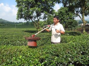 Một nông dân tự chế tạo máy hút sâu ở cây chè
