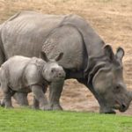 Mẹ con tê giác khổng lồ ra mắt tại Mỹ