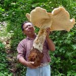 Nấm khổng lồ