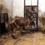 Hổ ở Indonesia mắc bệnh trầm trọng