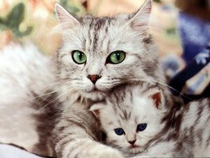 Loài mèo liếm nước 4 lần trong một giây đồng hồ