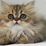 Chinchilla – Loài mèo có đôi mắt to nhất thế giới
