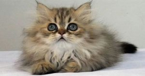 Chinchilla – Loài mèo có đôi mắt to nhất thế giới