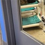 Mèo bị biệt giam vì chuyên dắt đồng loại trốn trại