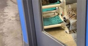 Mèo bị biệt giam vì chuyên dắt đồng loại trốn trại