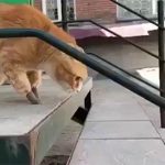 Mèo nhà được lắp chân giả đi lại sẽ ra sao?