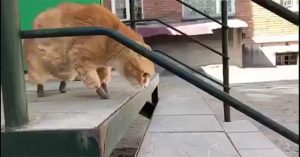 Mèo nhà được lắp chân giả đi lại sẽ ra sao?