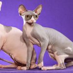 Loại mèo trụi lông có gì đặc biệt mà sở hữu mức giá cao nhất thế giới?