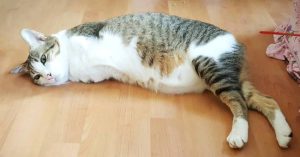 Chú mèo 2 chân gây sốt mạng xã hội