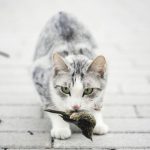 Australia báo động nguy cơ mèo tận diệt loài chim