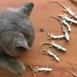 Mua mèo về bắt chuột, nào ngờ thứ mà con vật săn được sau 1 đêm khiến chủ nhân suýt ngất