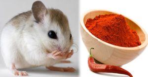 Cách giúp bạn tiêu diệt chuột nhanh chóng mà không cần dùng thuốc
