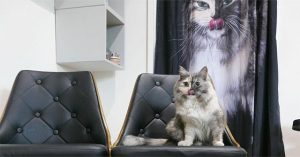 Đã giải thích được hiện tượng mèo có hai mặt