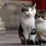 Loài mèo hiểu ngôn ngữ con người như thế nào?