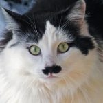 Giải oan cho mèo “Hitler”