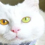 Con mèo có màu mắt thay đổi theo thời tiết