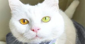 Con mèo có màu mắt thay đổi theo thời tiết