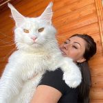 Mèo Kefir – Con mèo trắng tại Nga được coi là to lớn nhất thế giới