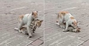 Cảm động khoảnh khắc mèo quyết tâm kéo xác của bạn đến nơi an toàn