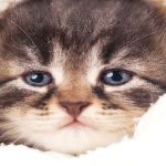 Mèo cũng biết khóc, và bạn phải cẩn thận với điều đó