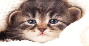 Mèo cũng biết khóc, và bạn phải cẩn thận với điều đó
