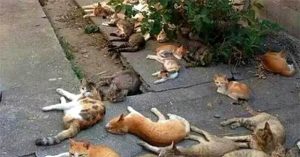 Trồng cây đuổi muỗi, cô gái sốc khi thấy biệt đội “boss” nằm la liệt trước sân