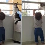 Chú mèo thông minh kiên quyết ngăn cản bé trai trèo lên lan can