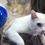Chú mèo ở Cung điện Mùa đông kế thừa bạch tuộc Paul