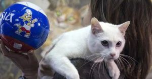 Chú mèo ở Cung điện Mùa đông kế thừa bạch tuộc Paul