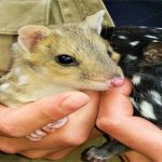 Australia đưa trở lại lục địa loài mèo túi biến mất suốt 50 năm