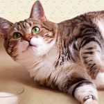 Có nên cho mèo uống sữa bò?