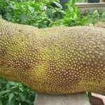 Loài mít ngoại lai “hiếm có khó tìm”, quả dài cả mét như đột biến